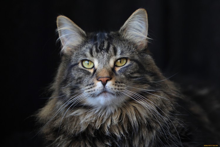 Норвежские Лесные котята