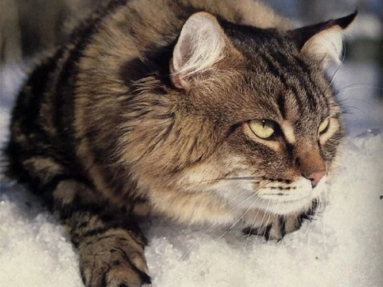 Норвежский Лесной кот