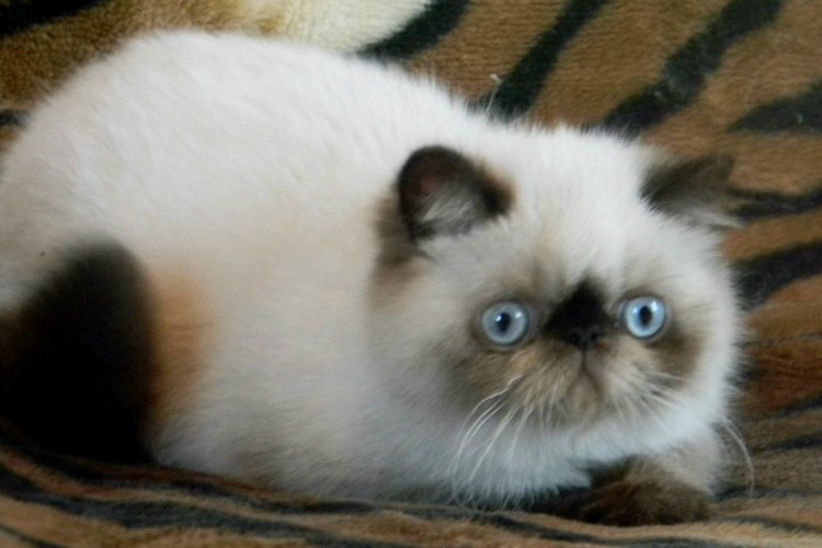 Колор Пойнт короткошерстный