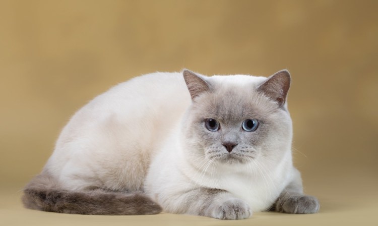 Колор-Пойнт кошка