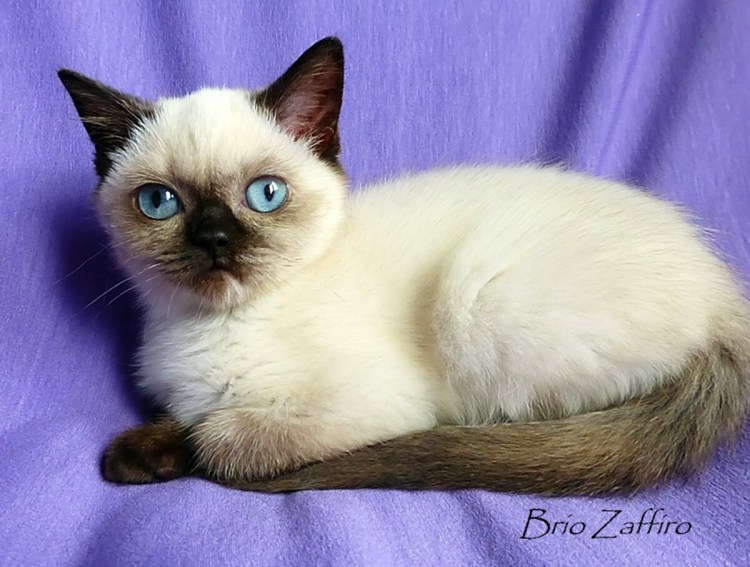 Гималайский колор-Пойнт кошка