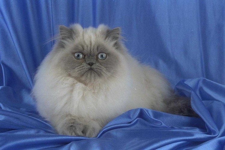 Кот колор Пойнт