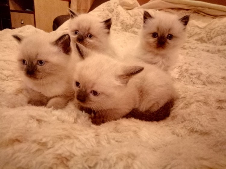 Колор Пойнт короткошерстный