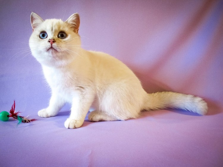 Гималайский колор-Пойнт кошка