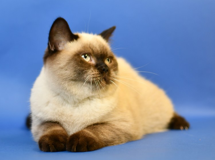 Котенок милашка колор Пойнт