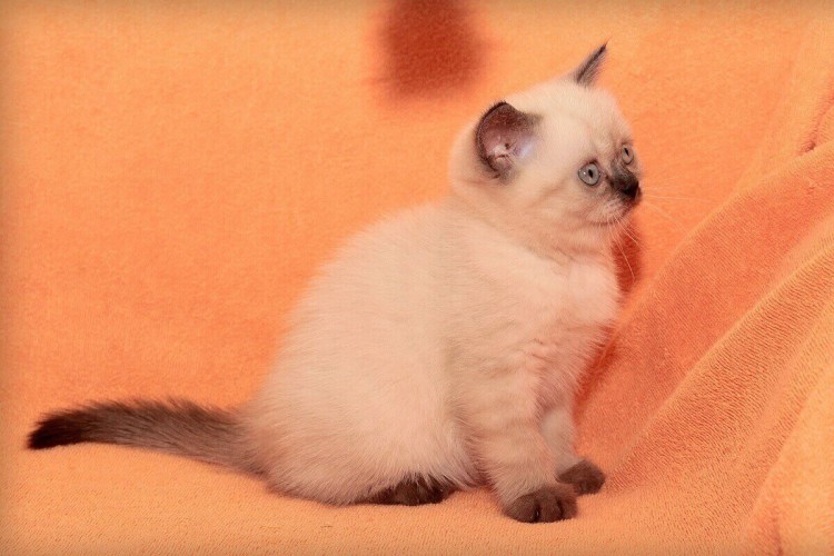 Британка колор Пойнт короткошёрстная