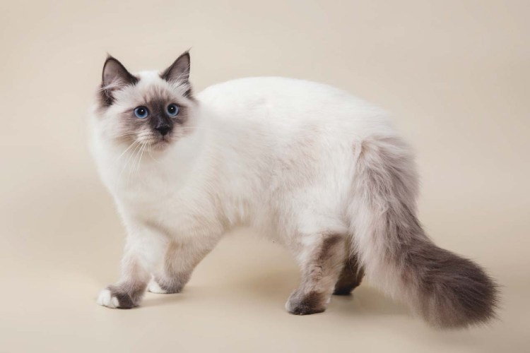 Рэгдолл колор Пойнт