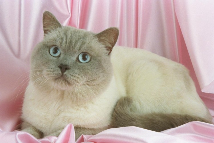 Невская маскарадная кошка