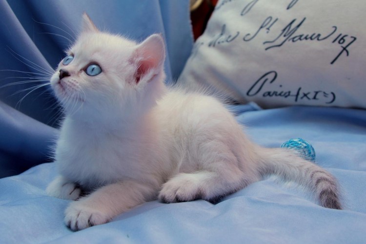 Персидская кошка колор Пойнт