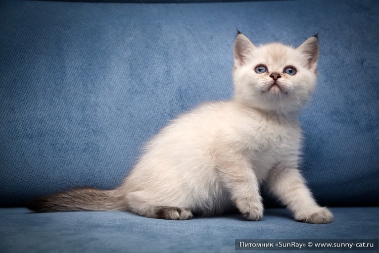 Окрас кота SPH n33