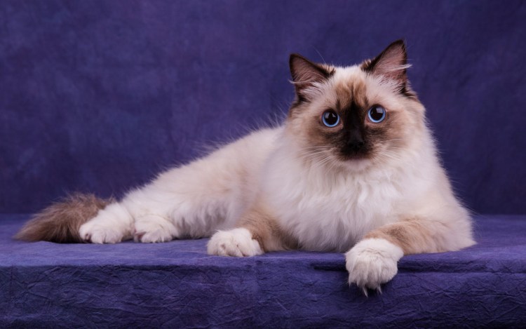 Гималайская Персидская кошка