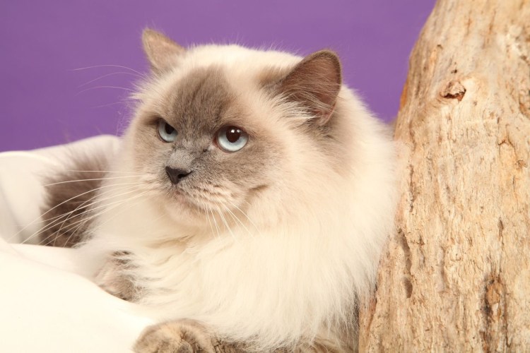 Невская маскарадная кошка