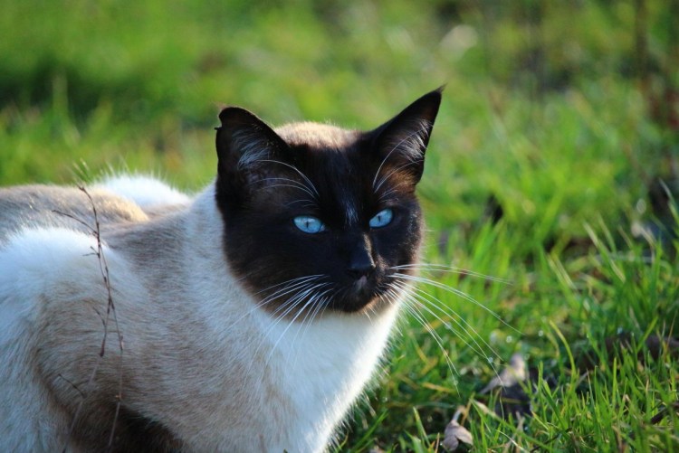 Норвежская длинношерстная Лесная кошка