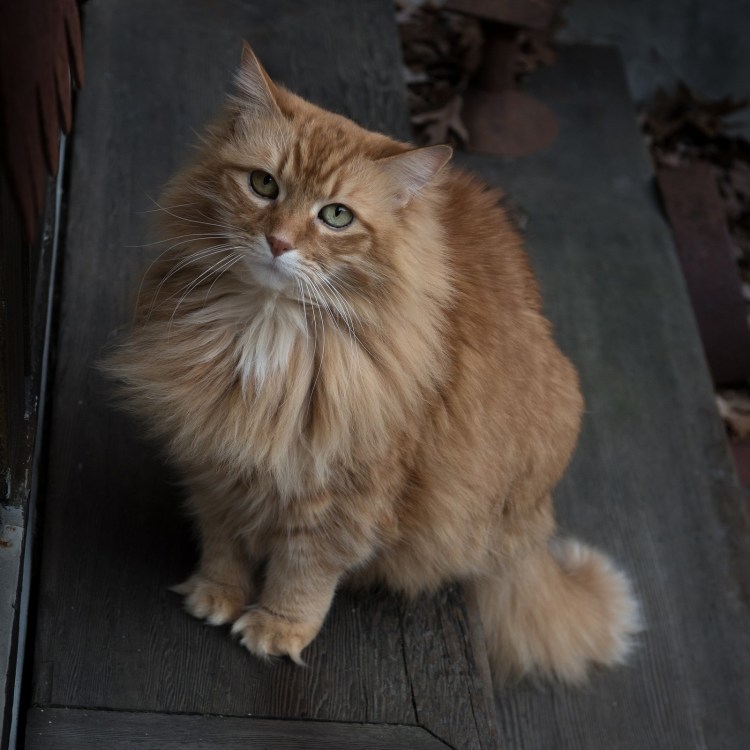 Черный сиамский кот