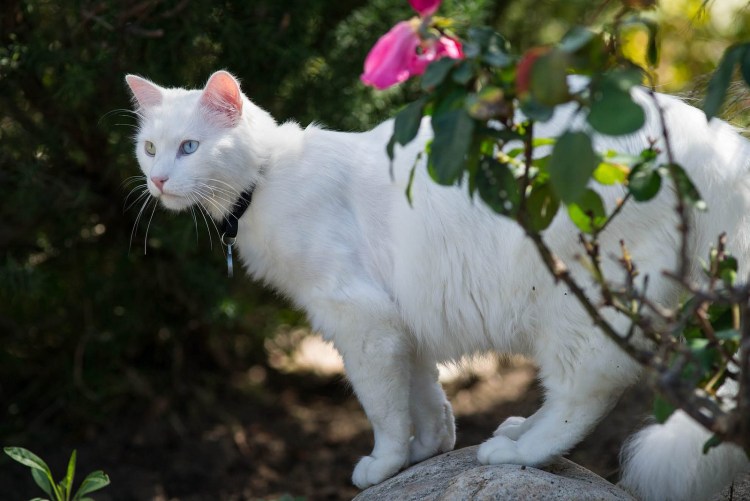 Норвежский Лесной кот