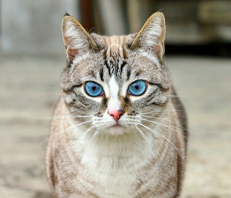 Бенгальский кот рыжий окрас