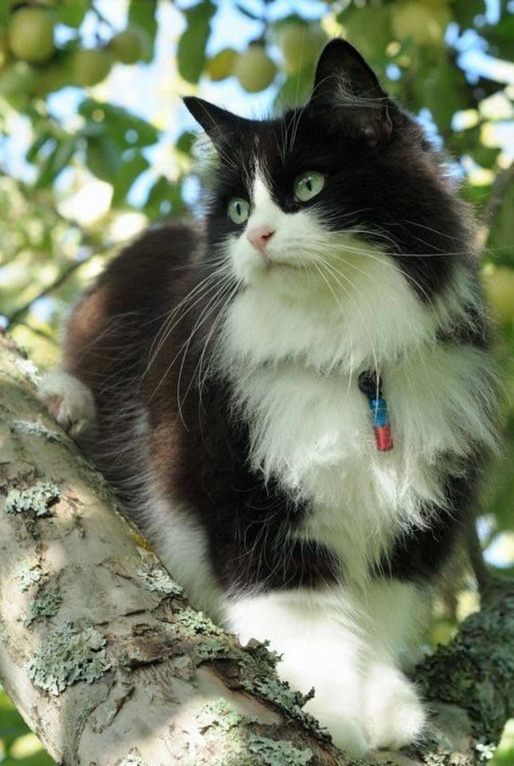 Норвежская длинношерстная Лесная кошка