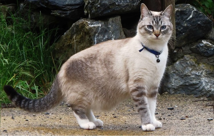 Порода кошки ирландская Лесная