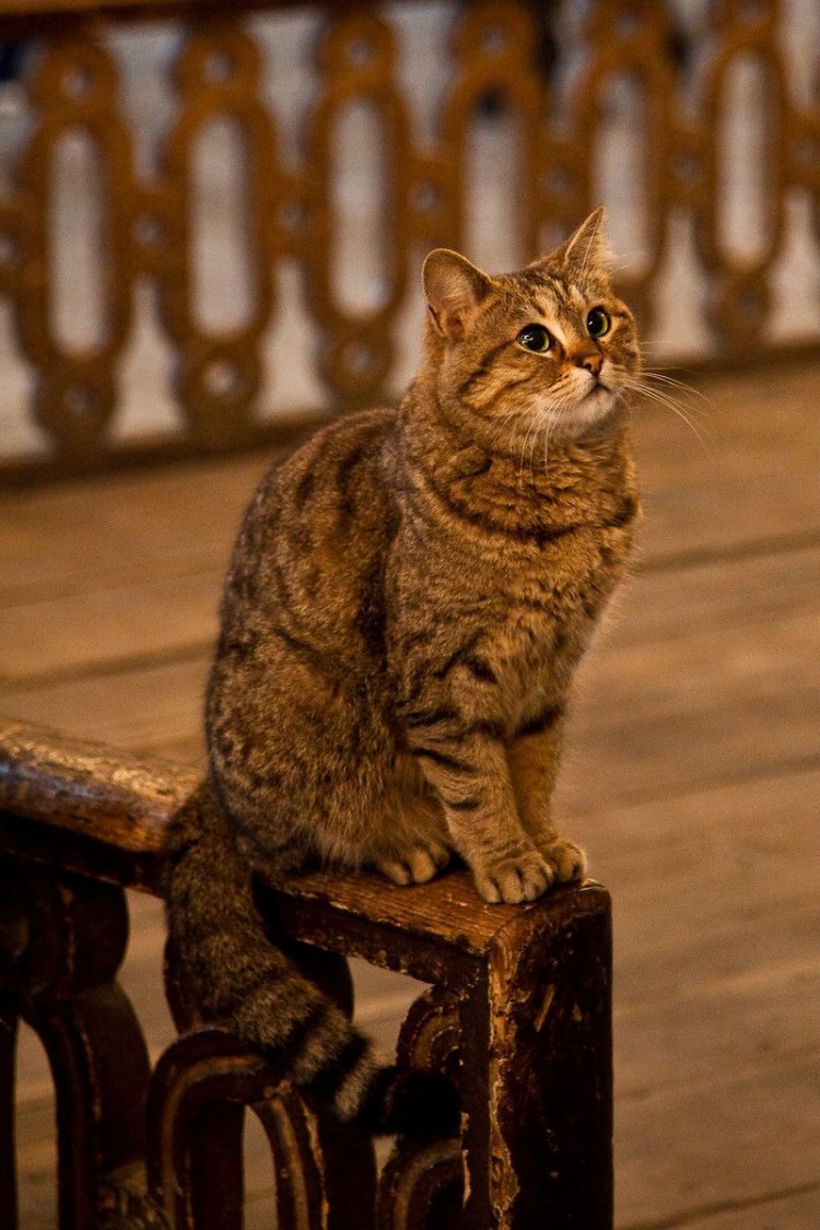 Кот домашний обыкновенный