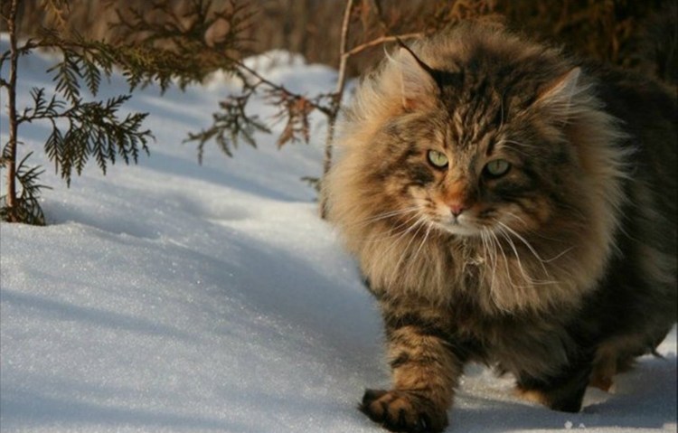 Сомалийская кошка