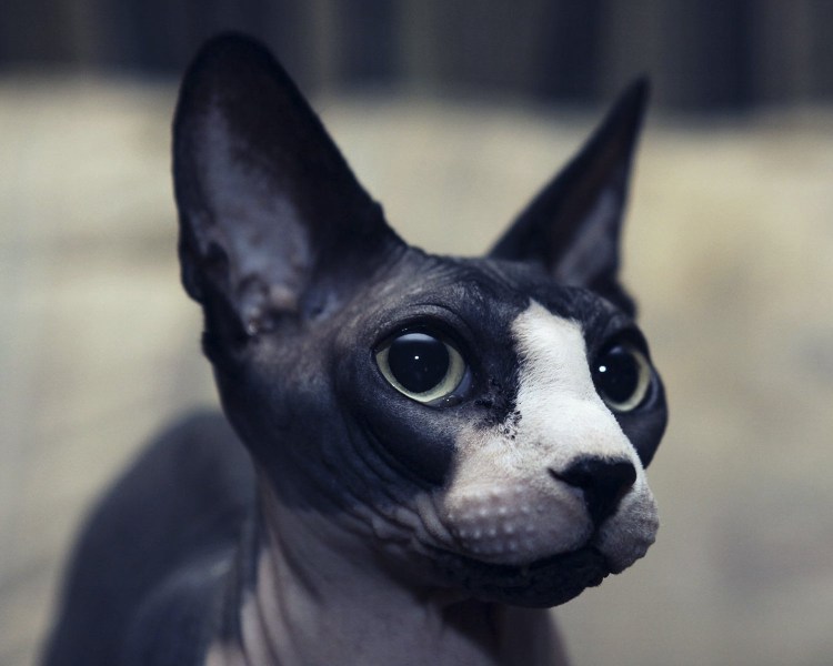 Канадский сфинкс