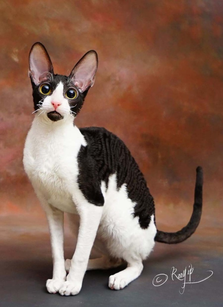 Порода Ориентальная черный