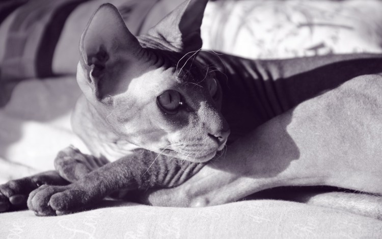 Сфинкс на рабочий стол