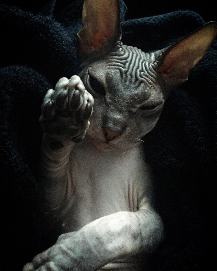 Темный сфинкс кот