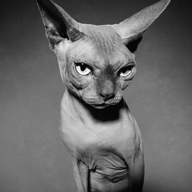 Канадский сфинкс Бланш