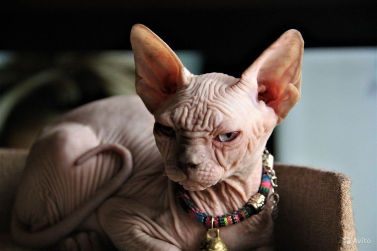 Канадский сфинкс профиль