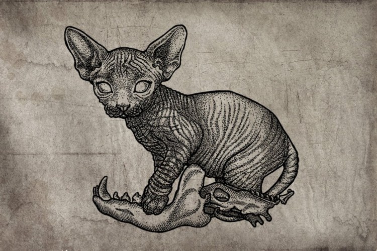 Канадский сфинкс черный