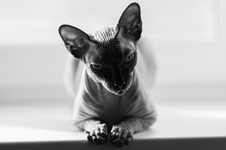 Лысая кошка