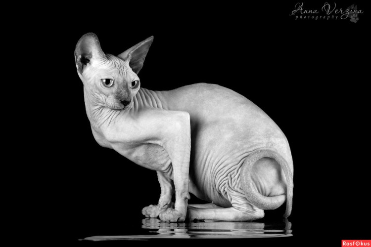 Канадский сфинкс белый