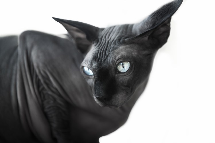 Канадский сфинкс черный