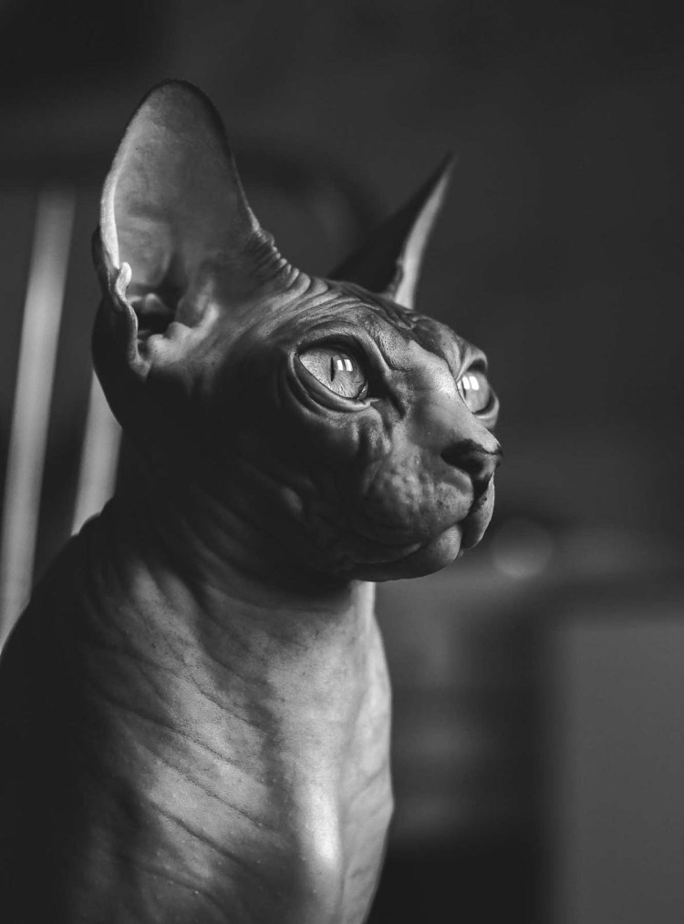 Кот сфинкс похож на черта