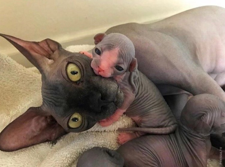 Новорождённые котята без шерсти