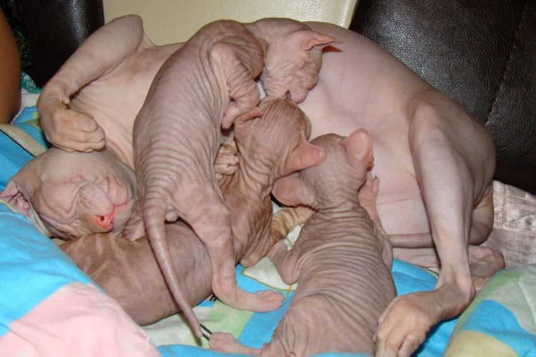 Живот сфинкса канадского