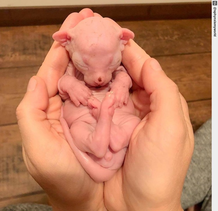 Новорождённые котята сфинкса