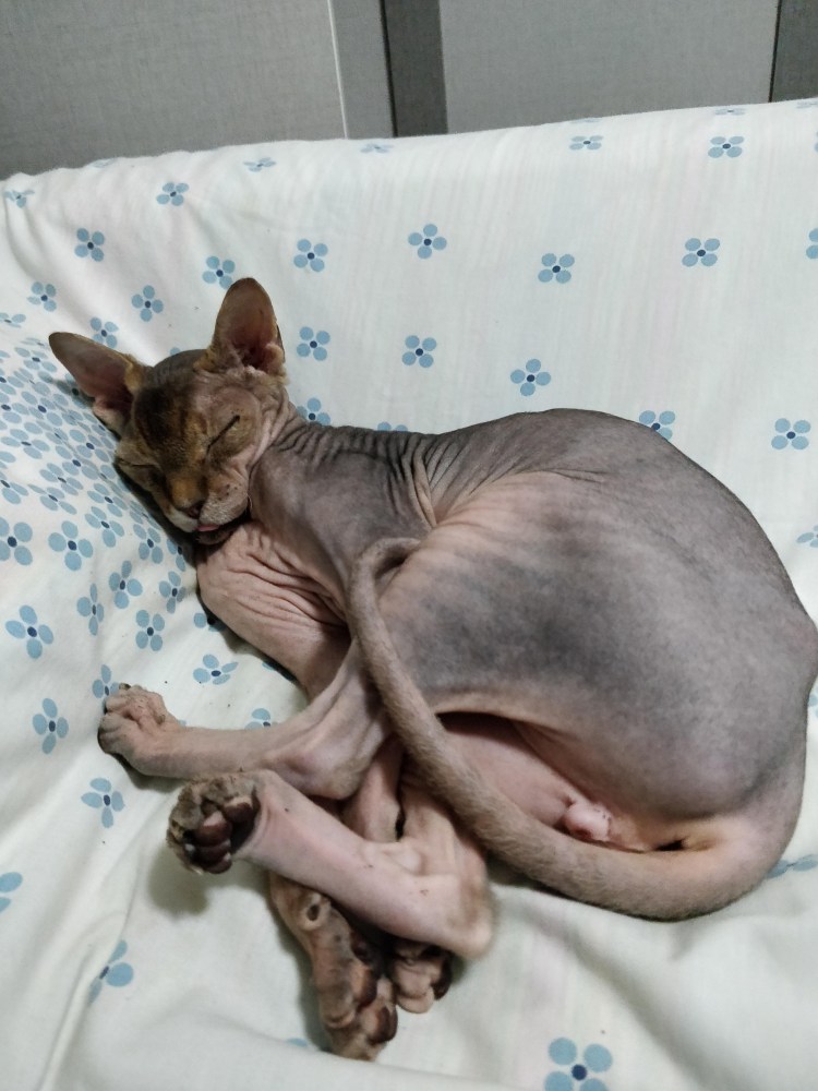 Волосатые сфинксы котята