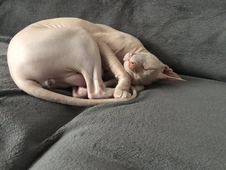 Пол котенка канадского сфинкса