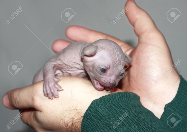 Новорожденные котята Донского сфинкса