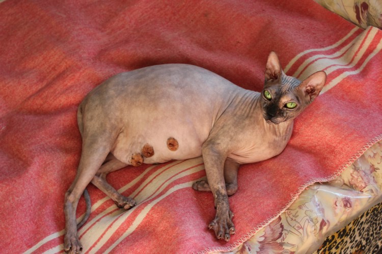 Новорожденные лысые котята