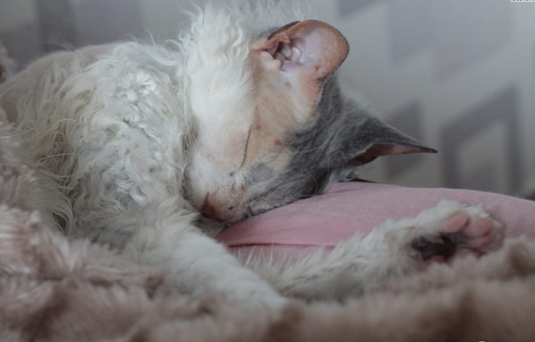 Новорожденные сфинксы с шерстью