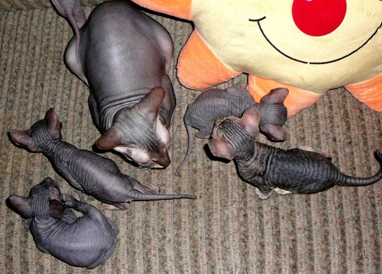 Новорожденные лысые котята