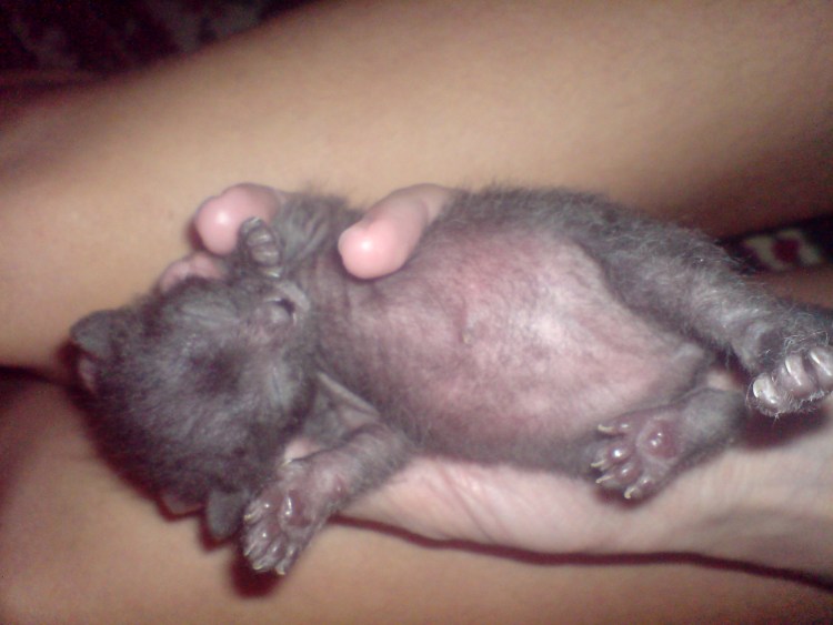 Котята сфинкса неделька