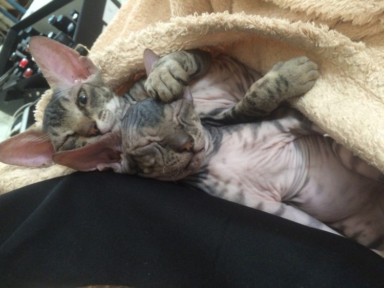 Сфинкс облизывает себя