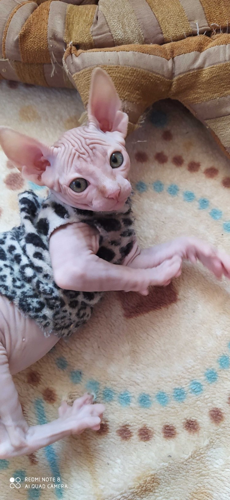 Новорожденные Детёныши пьют молоко