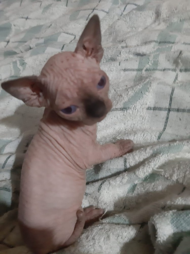 НОВОРОЖДЕНЫЕКОТЯТА сфинксов