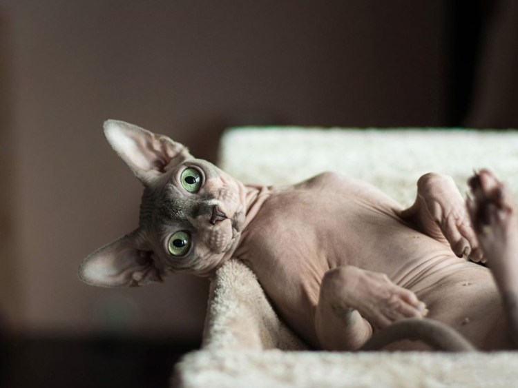 Донской сфинкс браш котята Новорожденные