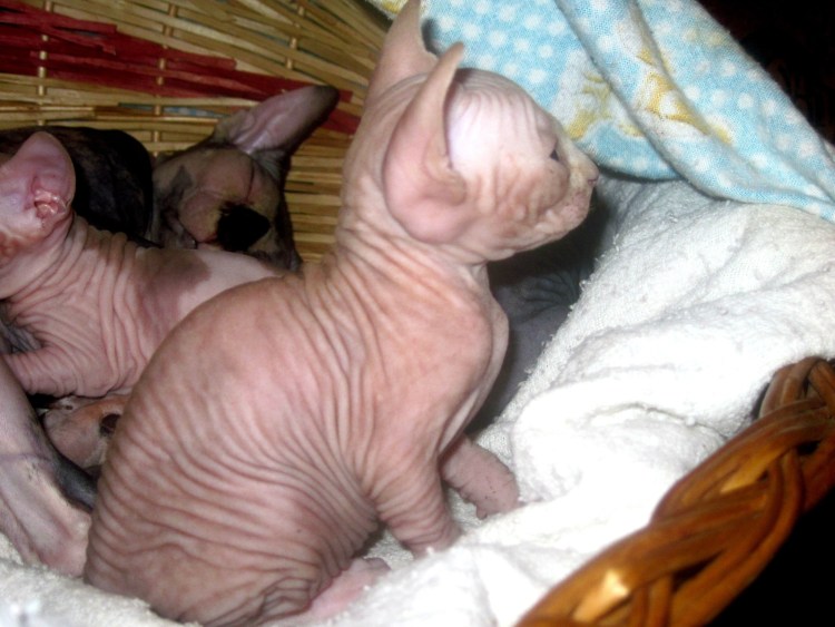 Волосатые котята рождаются сначала без шерсти